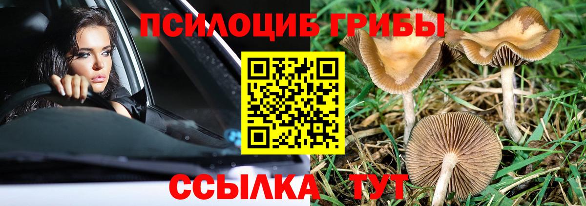 Бутурлиновка  Галлюциногенные грибы MAGIC MUSHROOMS  где найти   Вход с VPN 